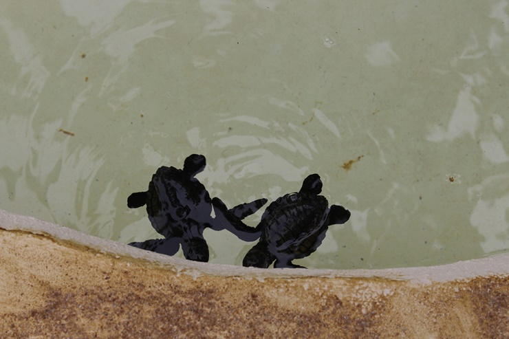 Oceanário de Aracaju