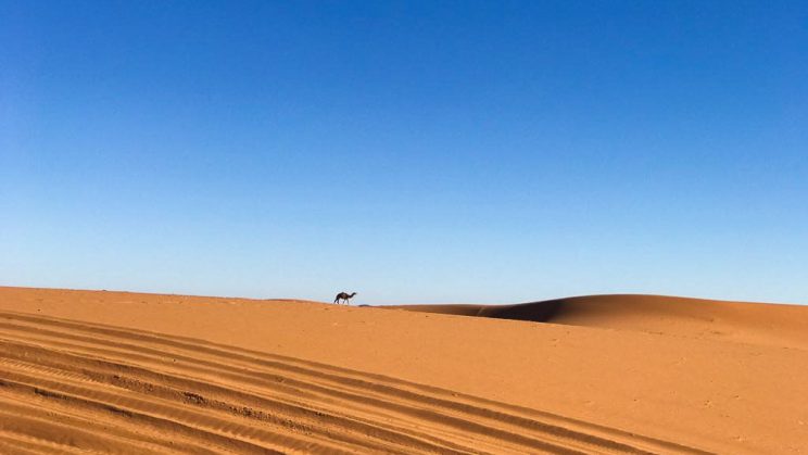 Camelo no Deserto de Marrocos