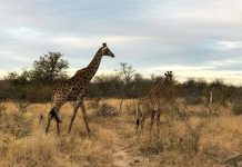 África do Sul: Roteiro Completo Safari Roteiro para África do Sul