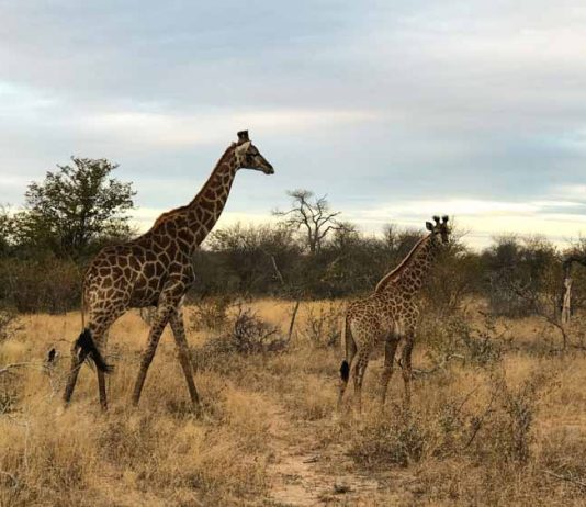 África do Sul: Roteiro Completo Safari Roteiro para África do Sul