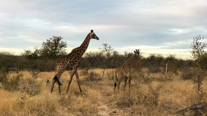 gamesafari Safari Roteiro para África do Sul