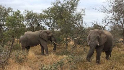 elefante-em-l=klaserie