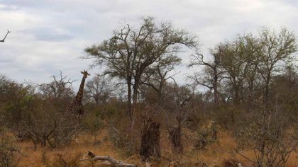 girafa-em-klaserie-como-foi-fazer-um-safari-na-africa-do-sul