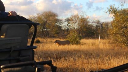 avistar-leão-em-klaserie
