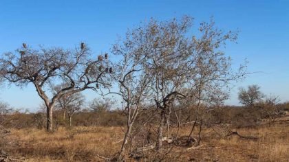 passaros-em-klaserie-como-foi-fazer-um-safari-na-africa-do-sul