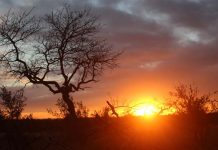 Como foi fazer um safari na África do Sul por-do-sol-safari-africa-do-sul