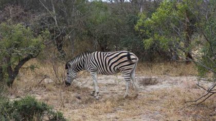 zebra-safari-klaserie