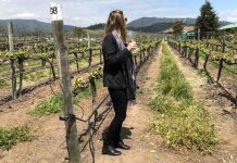 Vinícolas do Valle de Casablanca: Emiliana e Casas del Bosque post-capa-vinícola