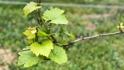 vinicola-organica-emiliana