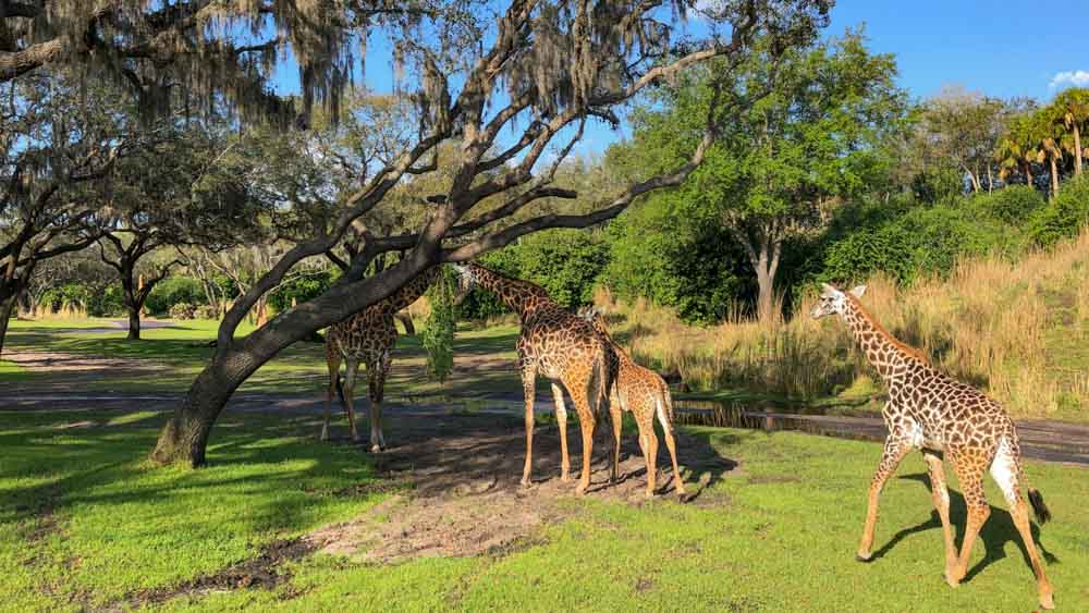 kilimaranjo - animal kingdom