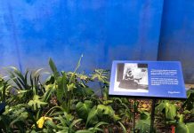 Casa Azul Frida Kahlo no México casa azul Frida Kahlo