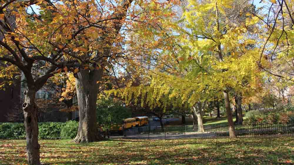 Central Park, um dos melhores passeios para se fazer de graça em Nova York.