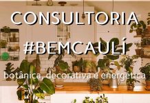 Consultoria Bem Caulí: Um acalanto ao coração nesse momento delicado consultoria bem caulí