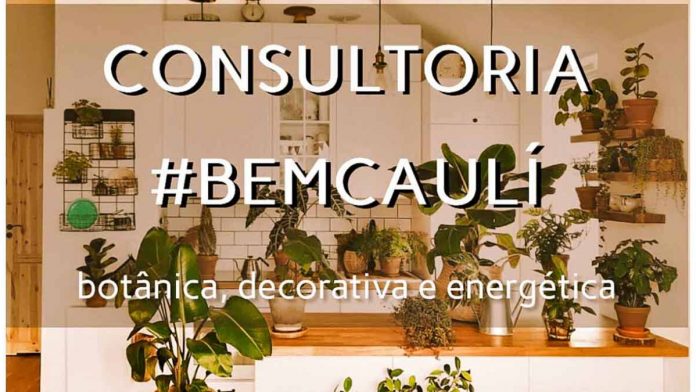 consultoria bem caulí capa consultoria bem caulí