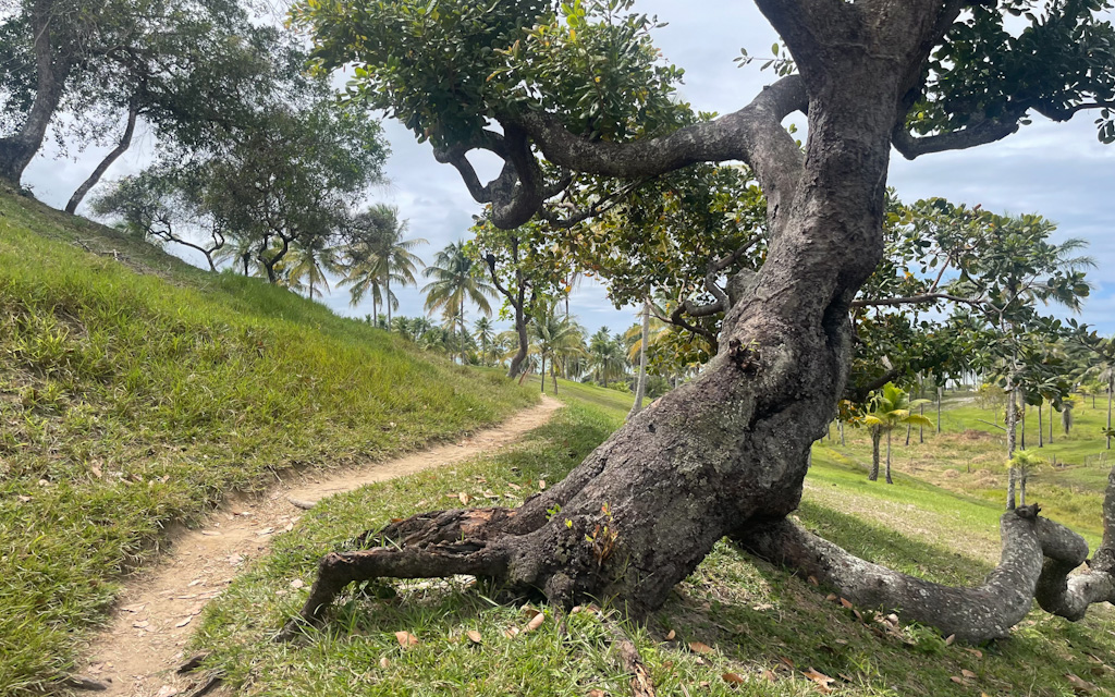 trilha para a praia da cueira em boipeba